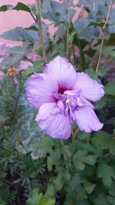 Продам гибискус,розмарин,розы,колеус,хризантемы,жакаранду,авокадо и др