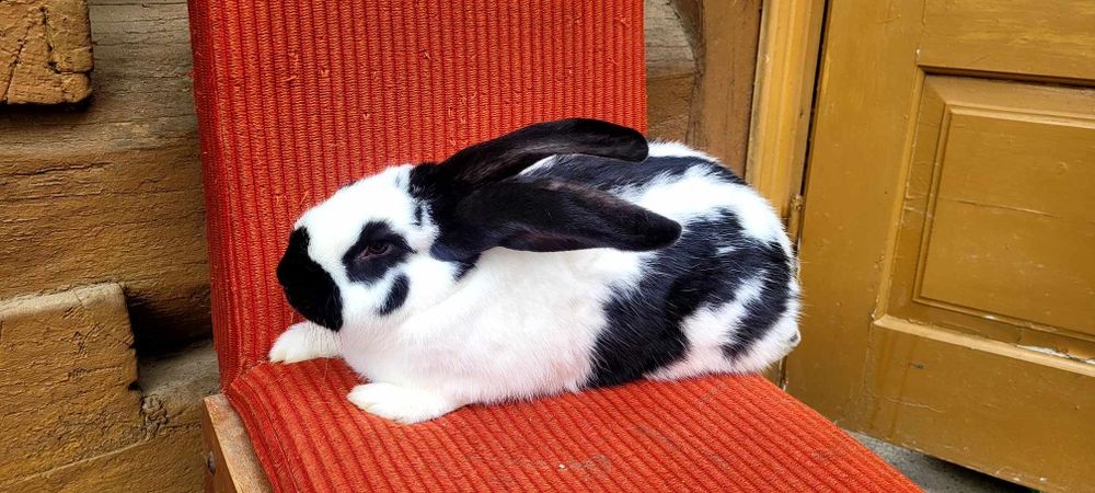 Srokacze niemieckie do sprzedania!!