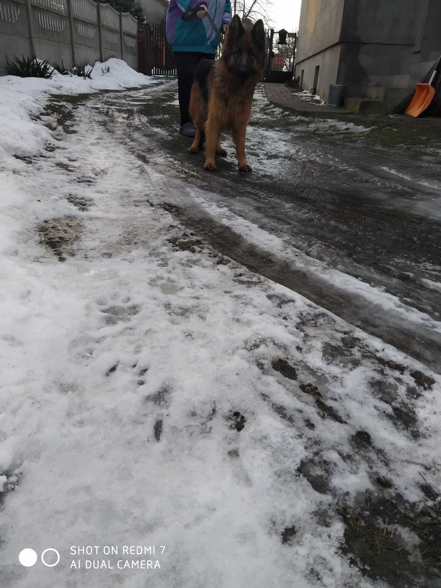 Sprzedam owczarka niemieckie długowłosego