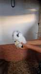 Animais de estimação