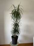 Planta Dracaena de Madagáscar