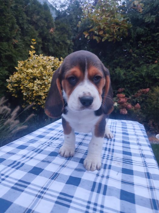 Beagle piesek szczeniak