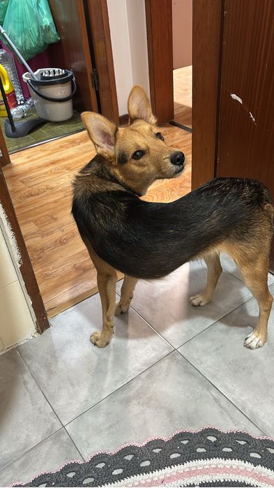 Cao de pequeno porte para adopçao - 9kg