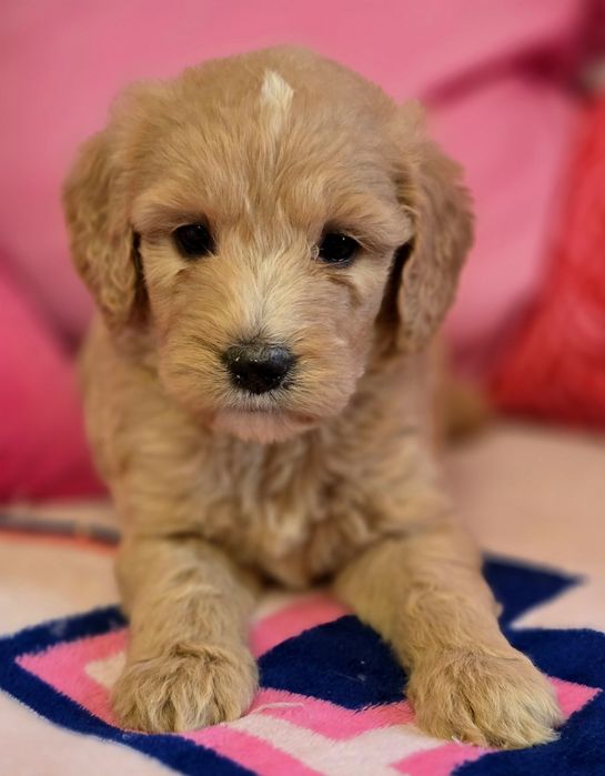 Piesek goldendoodle standard