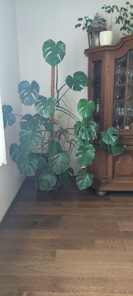 Monstera, około 180cm  wysoka