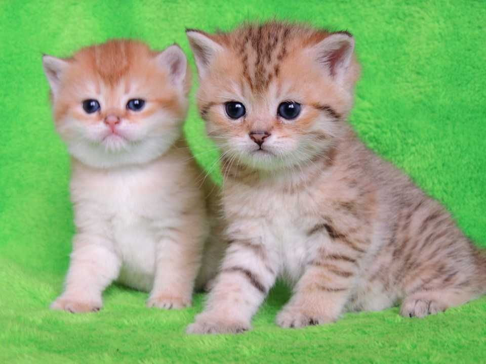 Шотландские котята золотистого окраса