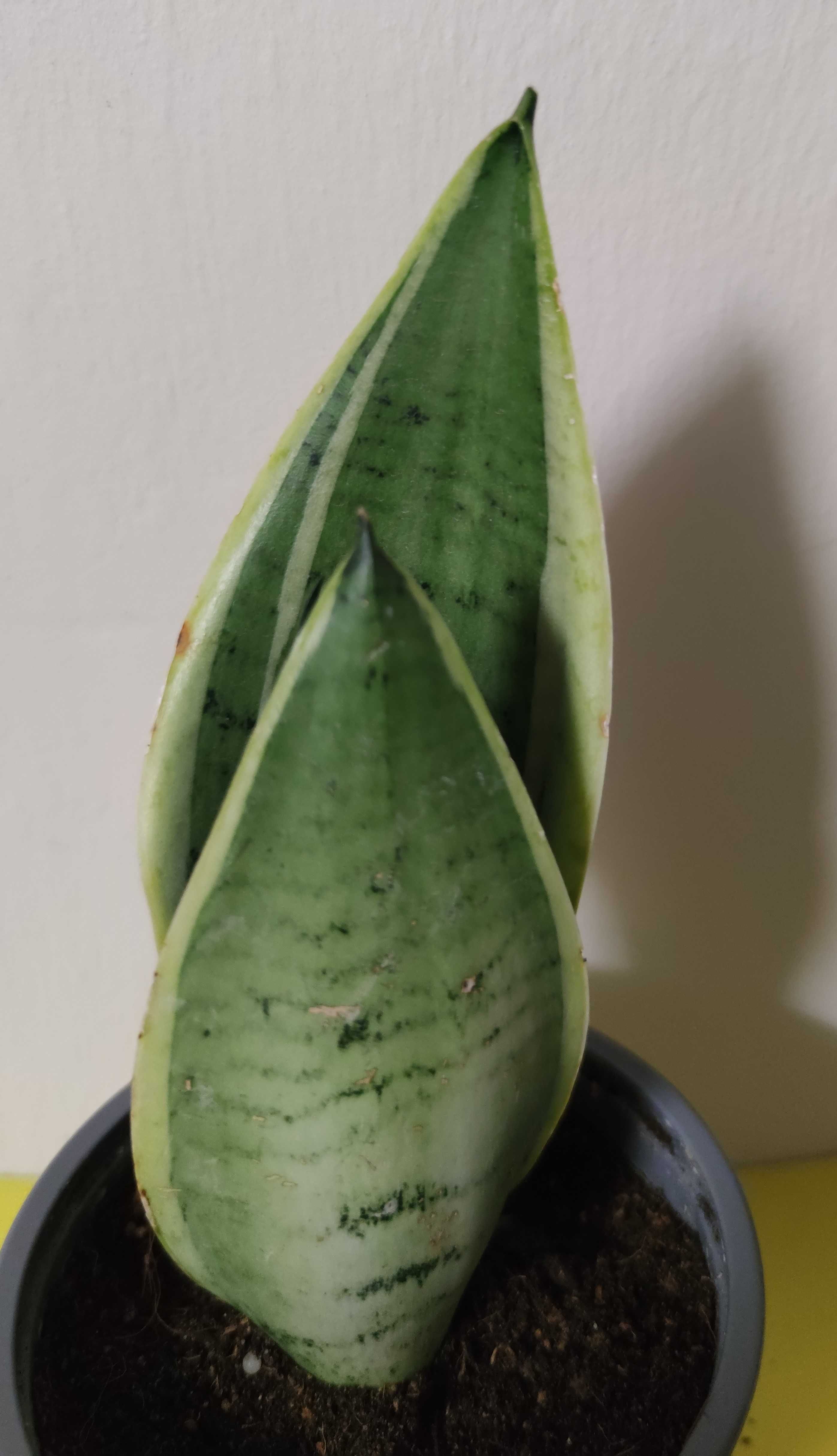 Sansevieria 2 odmiany