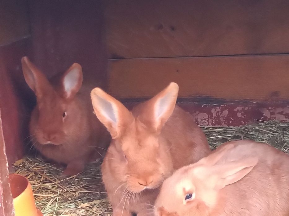 Kroliki nowozelandzkie Ur 29 kwietnia 2025r