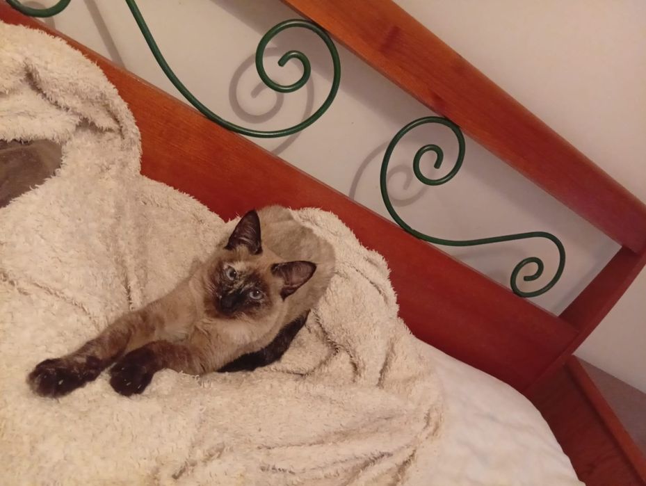 Gata siamês 6meses meiga