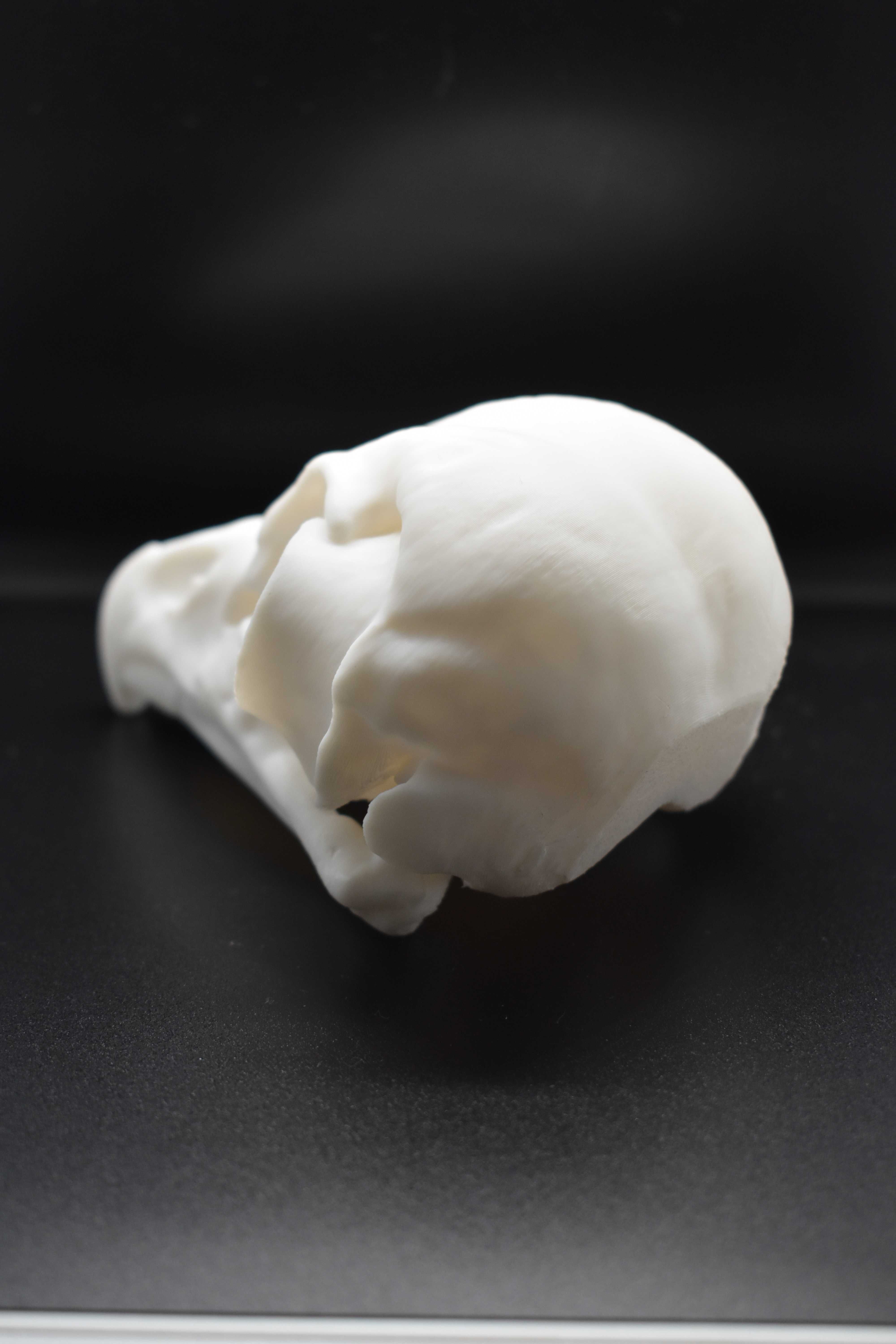 Czaszka ptaka 3D - gadżet - prezent