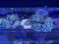 Zoanthus, goniopora, euphylia, caluastrea
