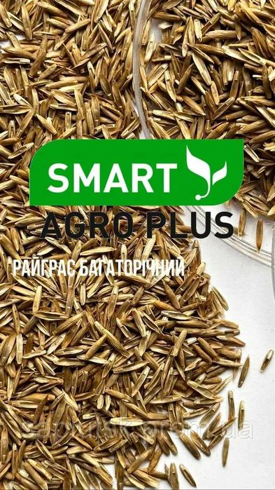 Райгас пасовищний , Однорічний, багаторічний