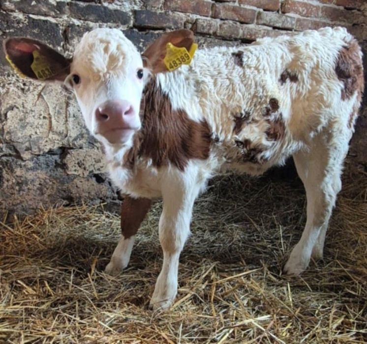 Cielęta siemntal (cieliczka 3 tygodniowa)