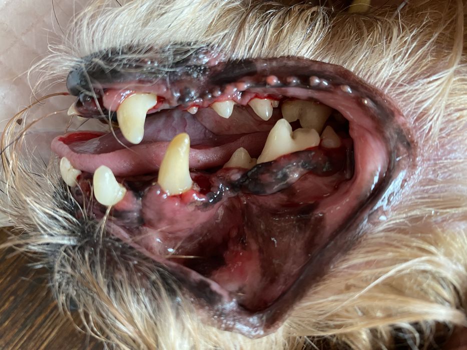 Ветеринарний лікар