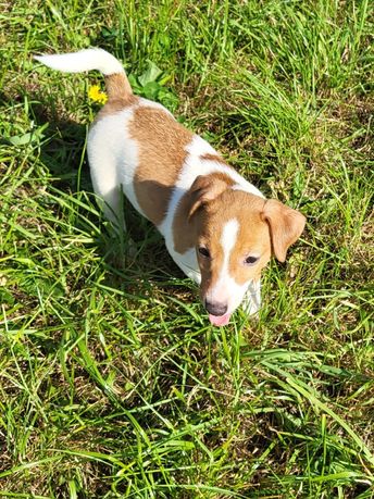 Jack Russell Terrier- suczka