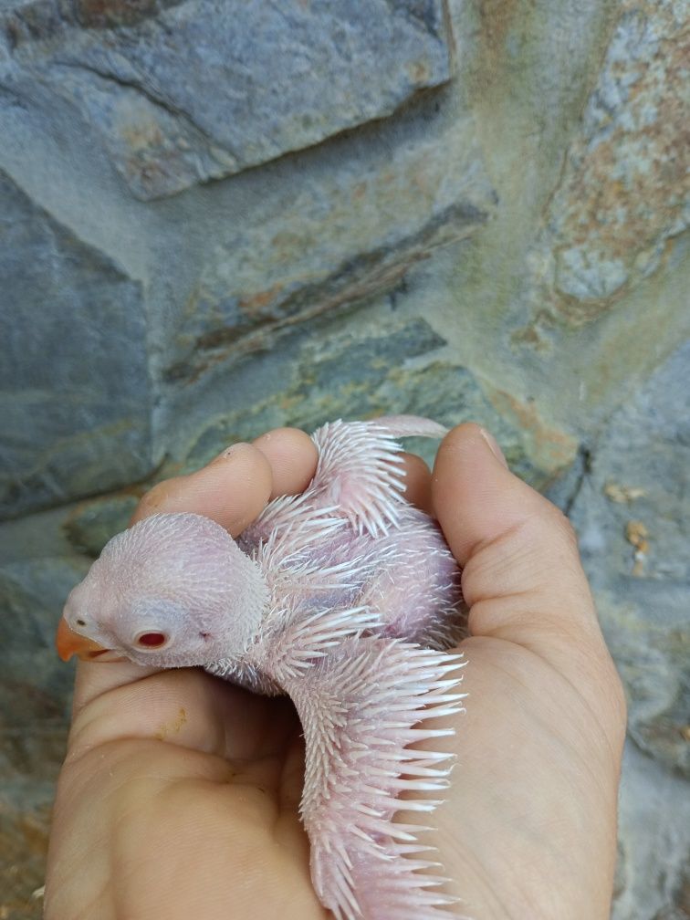 vendo ring neck albino