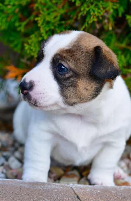 Piękna suczka Jack Russell Terrier