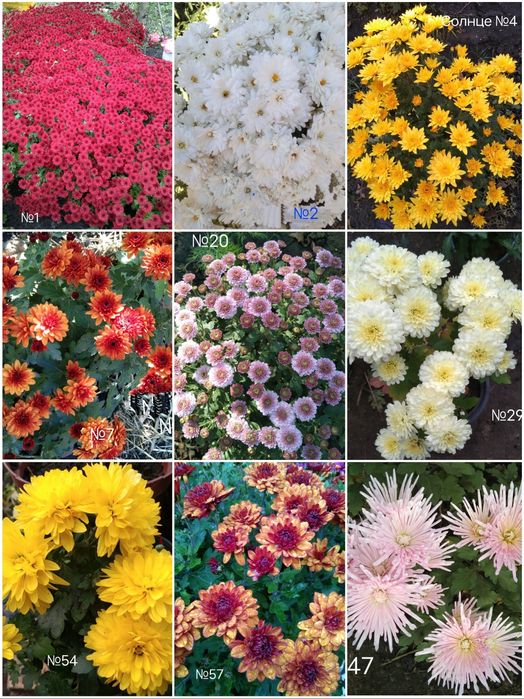 Продам маточне коріння хризантемитеми  різних сортів