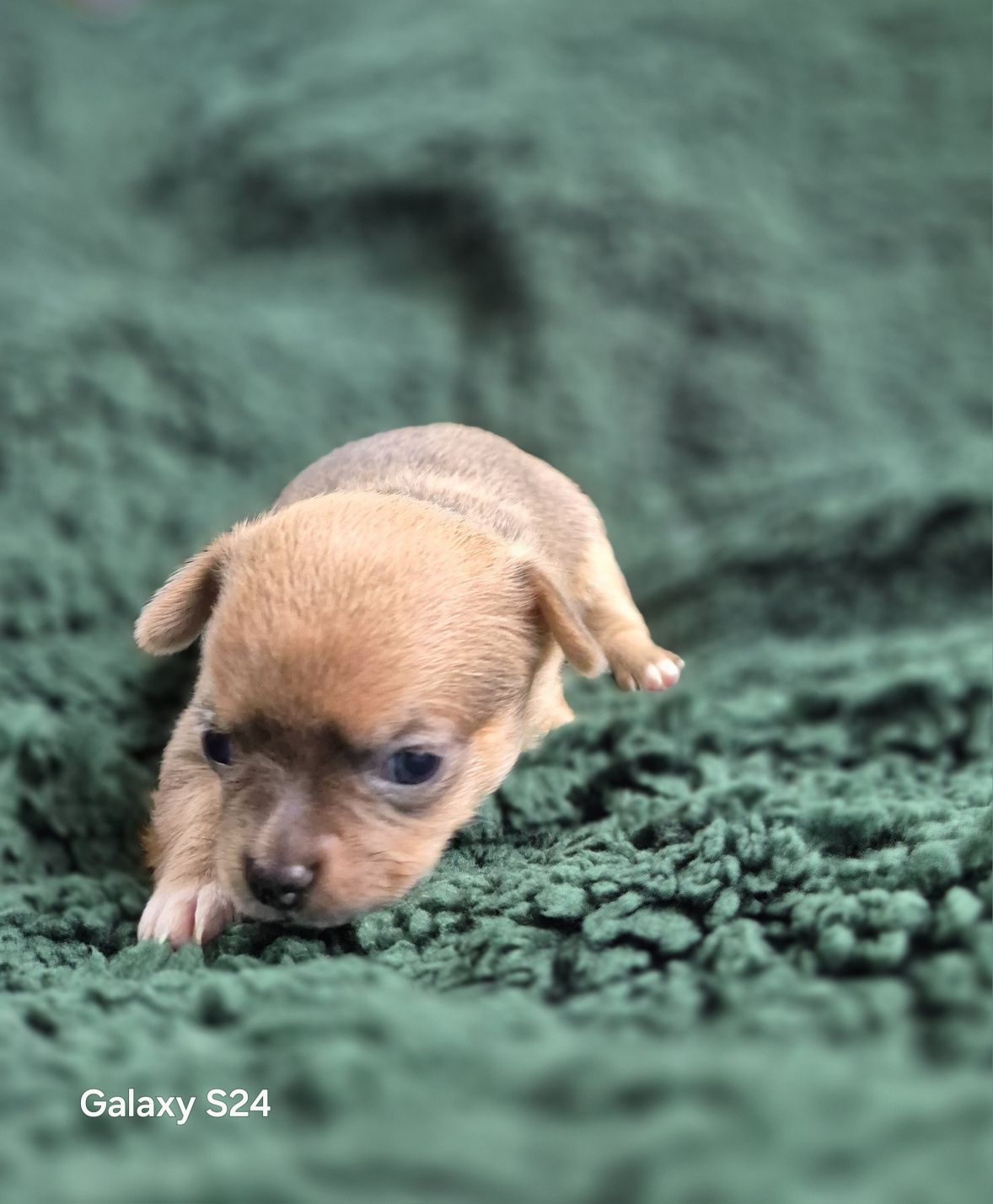 Cudowna Chihuahua