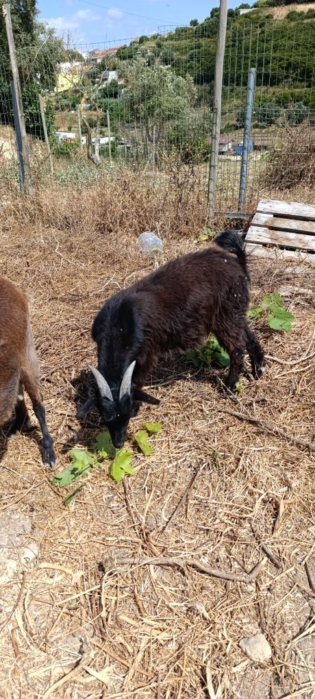 3 Cabras e 2 Bodes