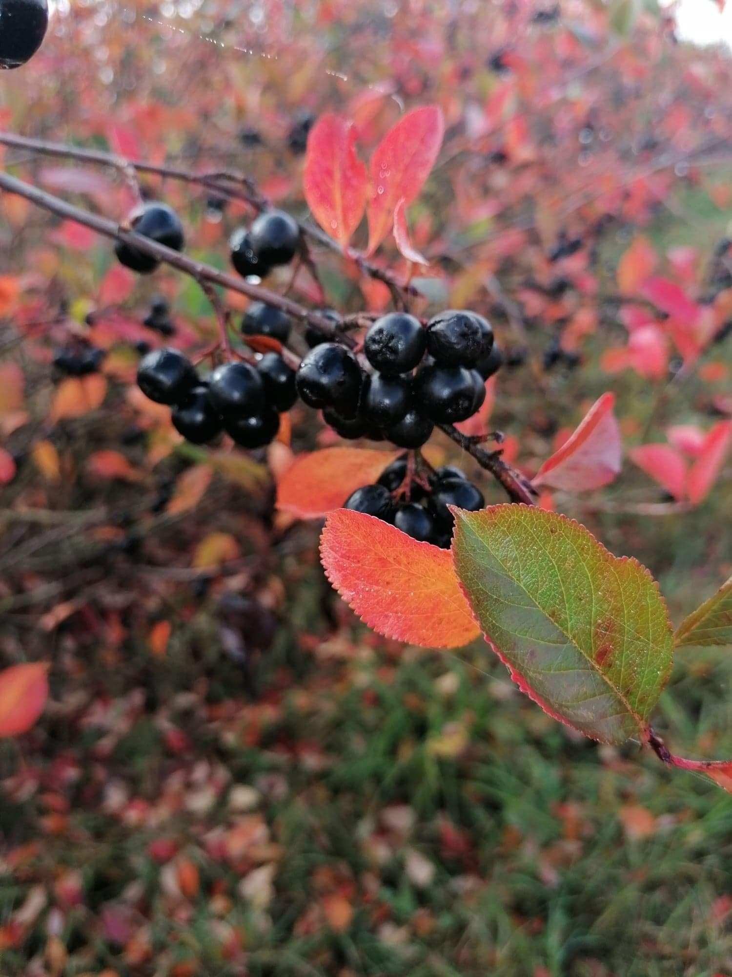 Susz Aronia - Karkonoska Aronia BIO 500 g