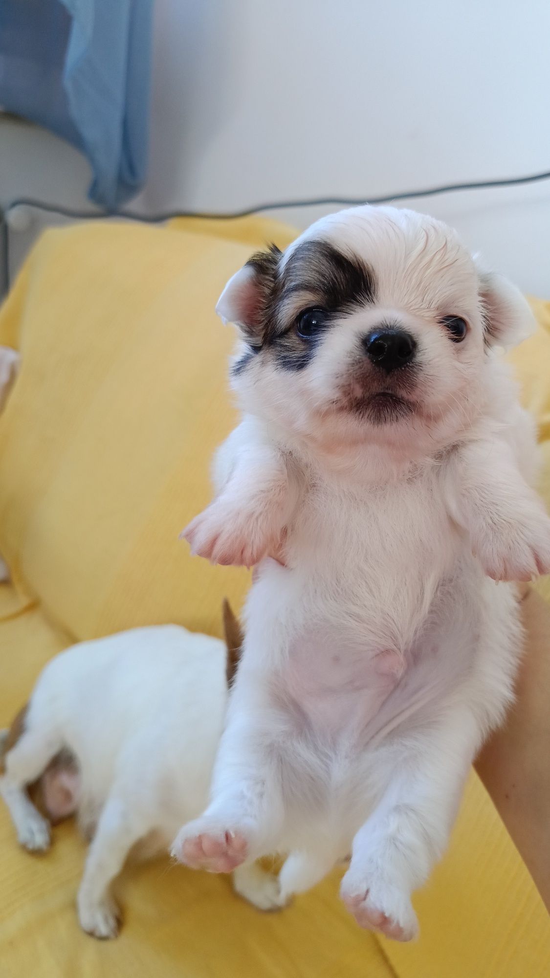 Długowłosy chihuahua