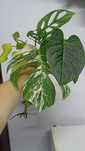Monstera Wariegata zestaw