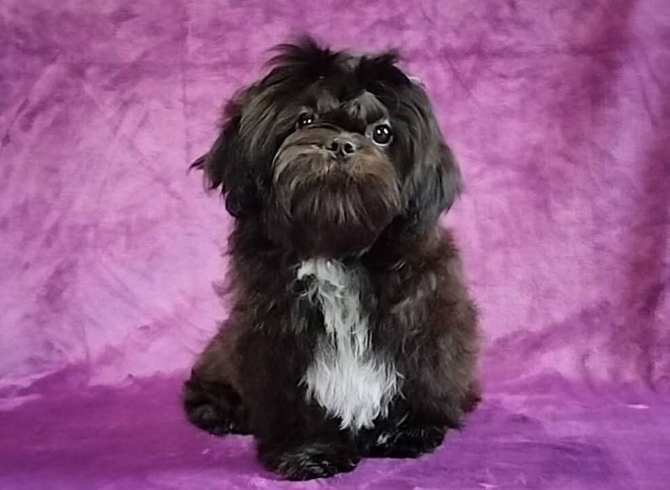 Девочка ши тцу FCI