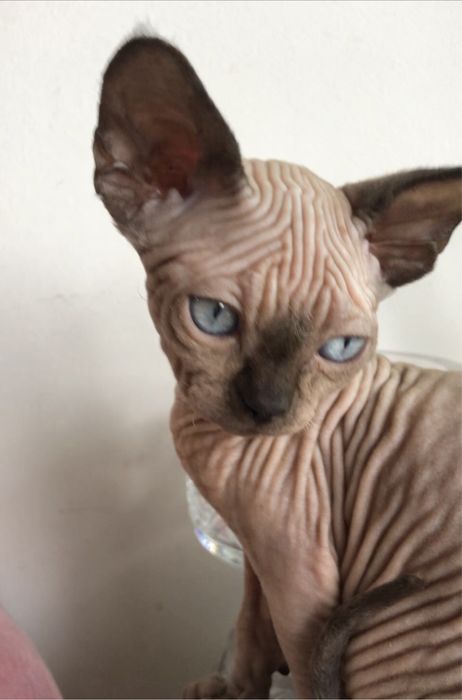 Канадский сфинкс  кошечки