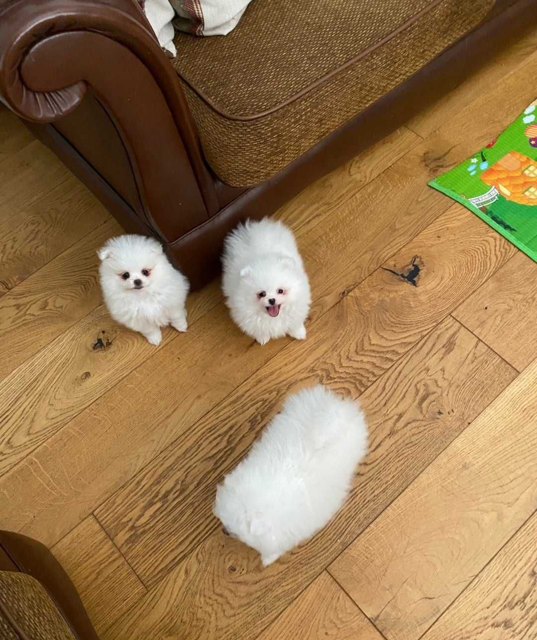 Szpic Miniaturowy Biały Pomeranian