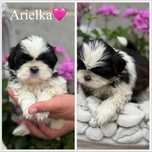 Sprzedam pieska rasy Shih tzu