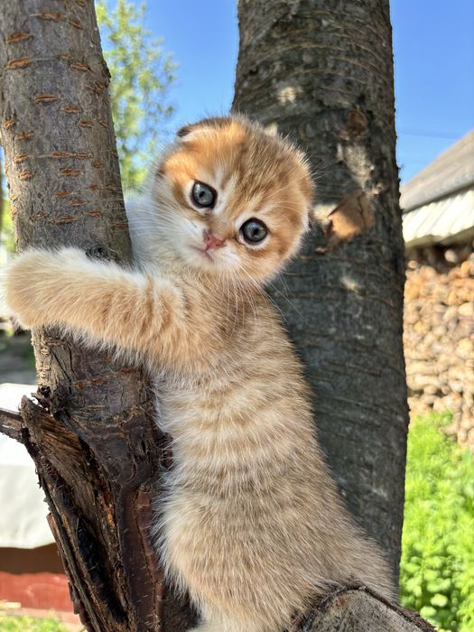 Золота шиншила