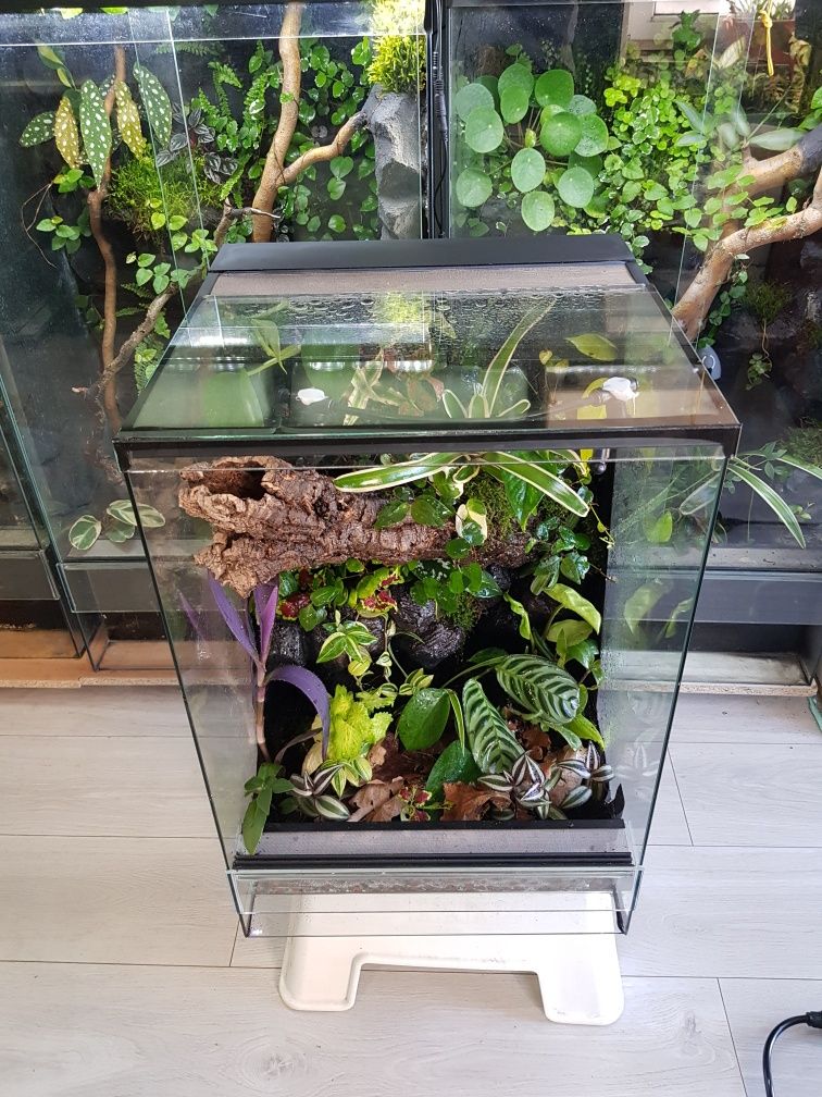 Terrarium tropikalne 40x40x60