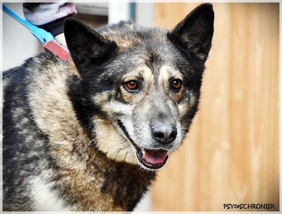 Zeus- duży psiak do pokochania. Pies do adopcji