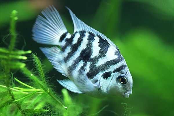 MISIEKZOO Pielęgnica - Pielęgnica Blue Tiger