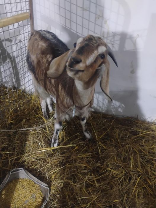 Sprzedam   zakocone kozy