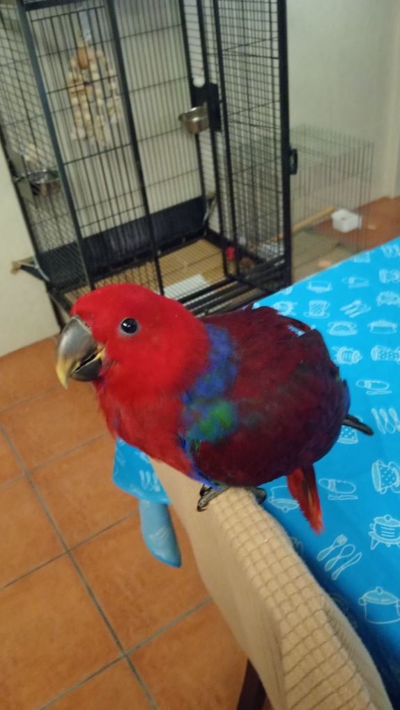 Papagaio Ecletus (Fêmea)