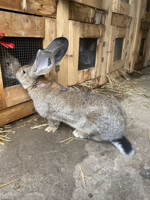 Belgijski olbrzym szary