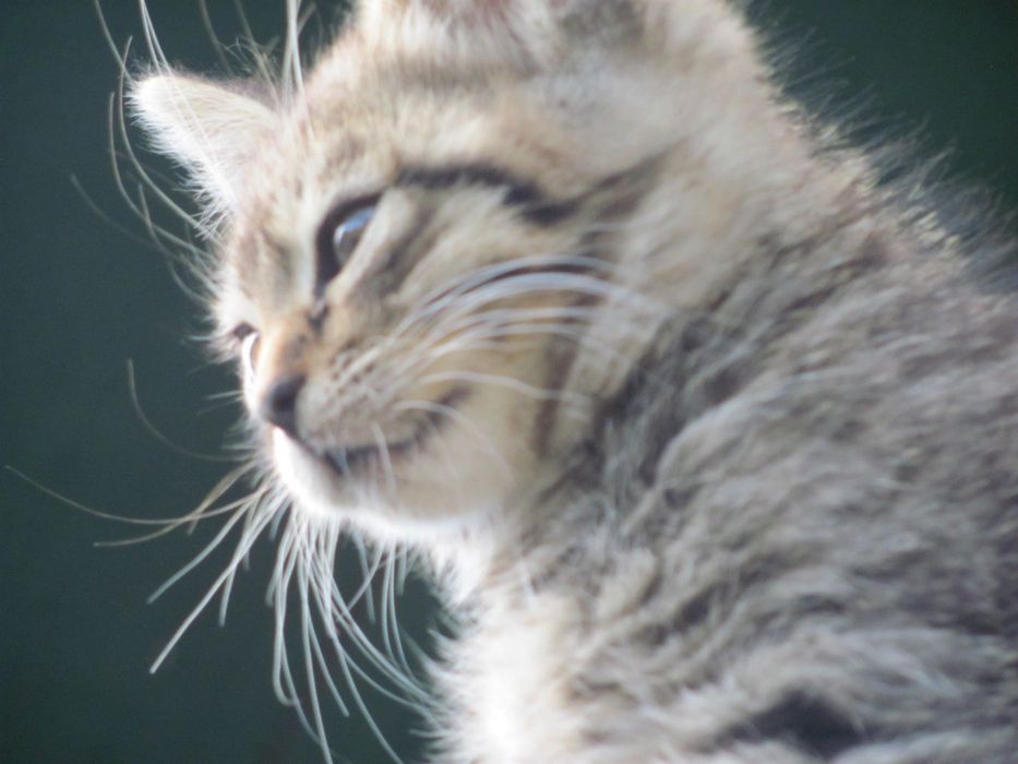 Віддам милих кошенят у добрі руки