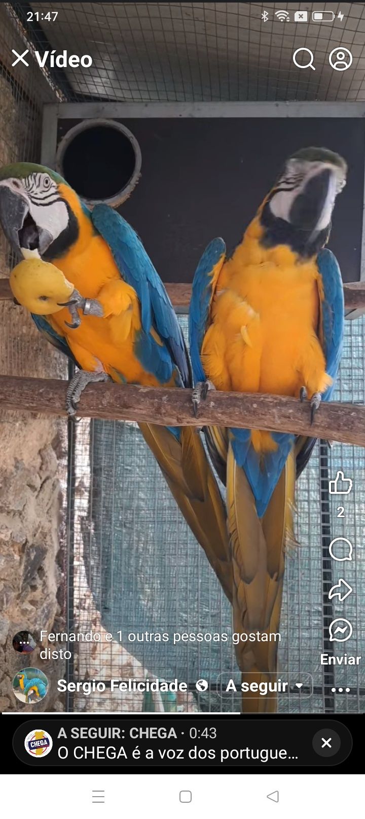 Casal de araras ararunas