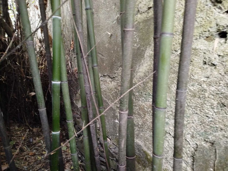 Lote de 10 Canas da Índia com metro e meio, para decorações.