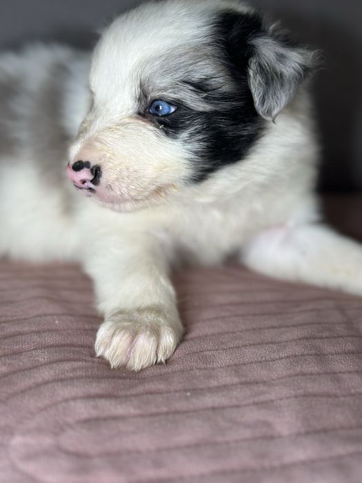 Piesek blue merle border collie