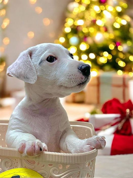 Круті джек- рассел!