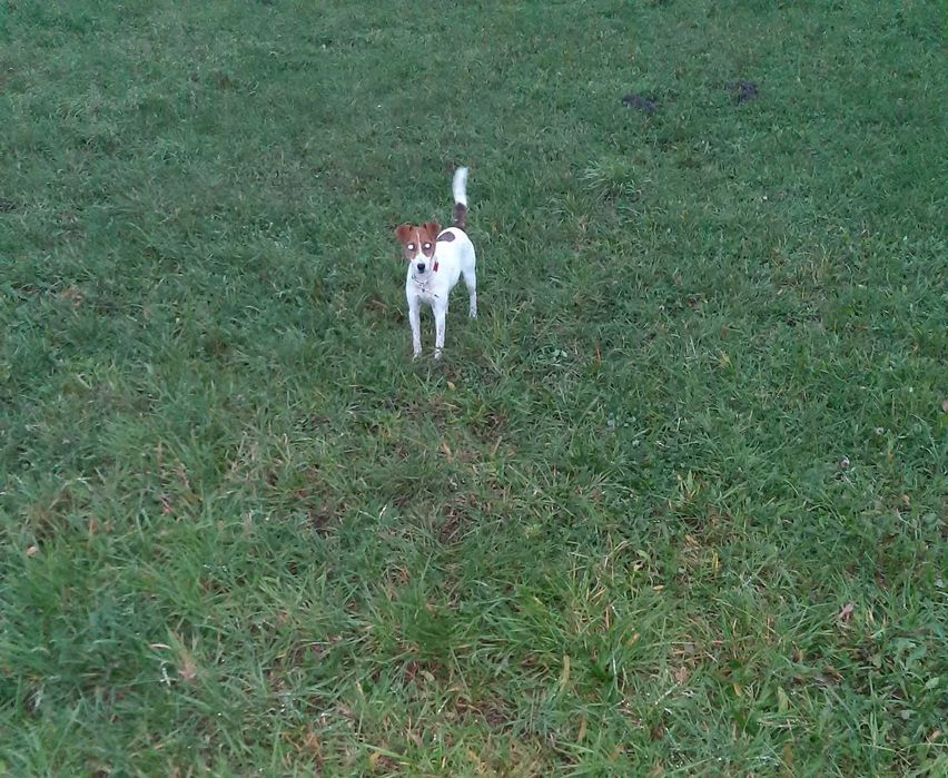 Jack Russell Terrier - suczka