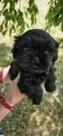 Shih Tzu Suczka z Genem Czekoladowym