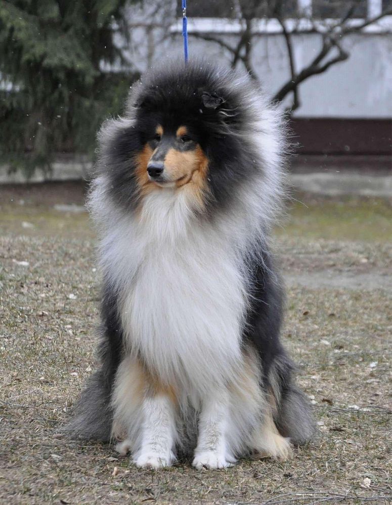 щенки колли