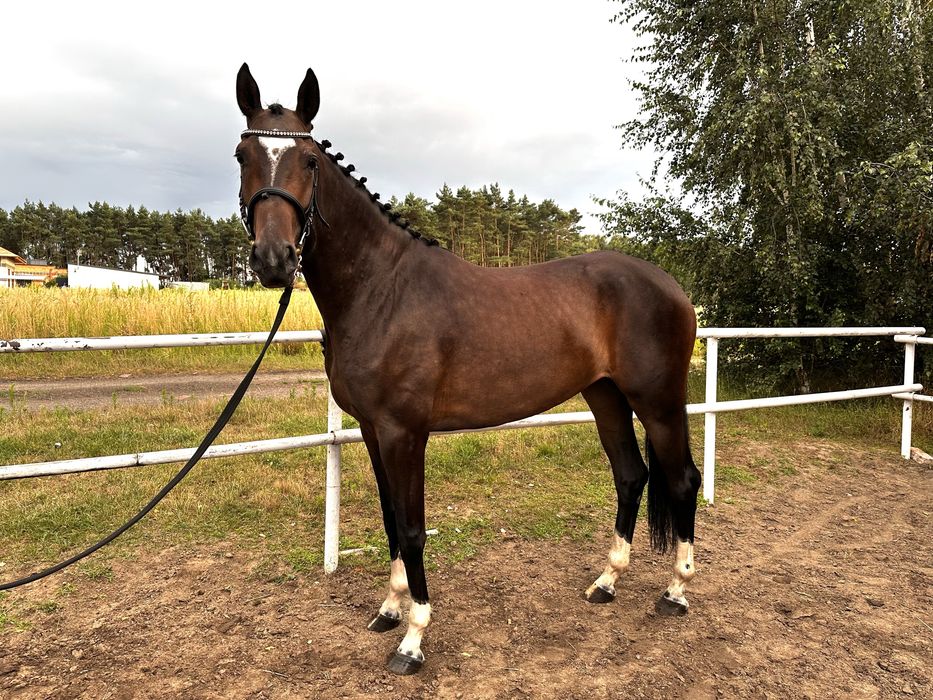 Klacz wielkopolska IMPERIA EZ 2022