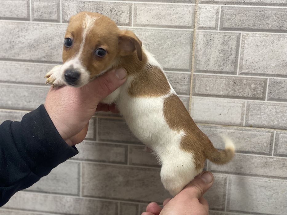 Хлопчики тиа дівчатка