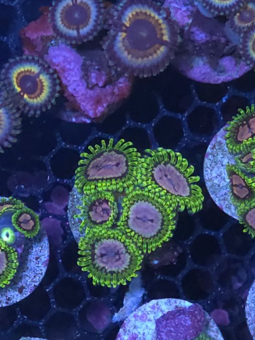Frags de zoas, corais de agua salgada