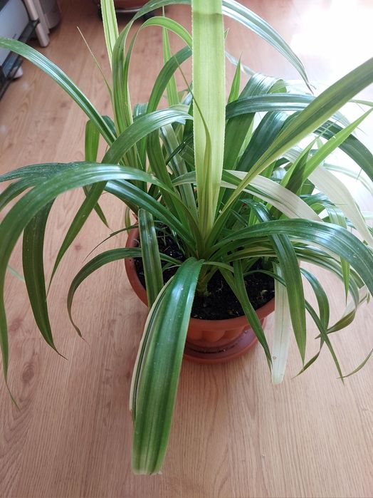 Панданус Вейча.Детки